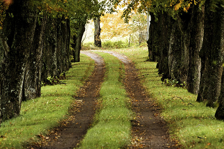 Introducing Our Green Conversation 