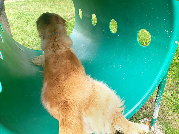 Dog Park Equipment Included In Design Of New Dog Park At Request Of Plainwell City Residents