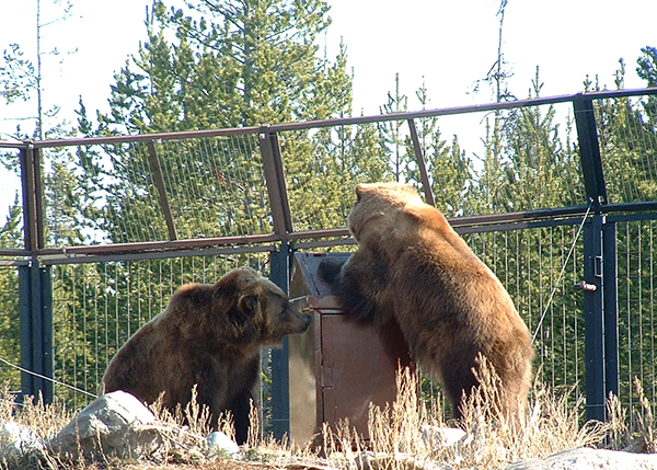Animal And Bear-Proof Trash Receptacles Keep Creatures In Their Place And Out Of Yours