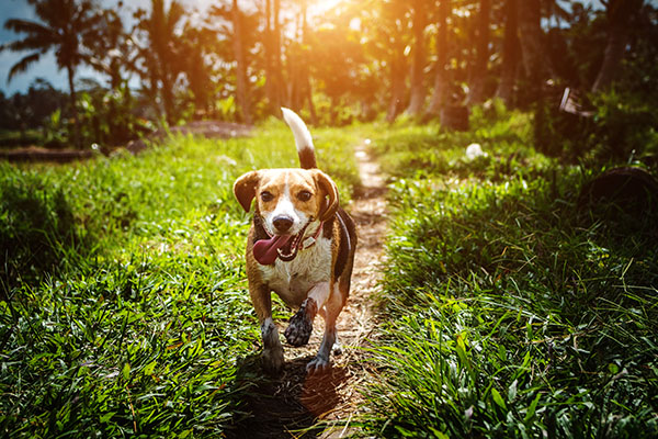 best dog parks