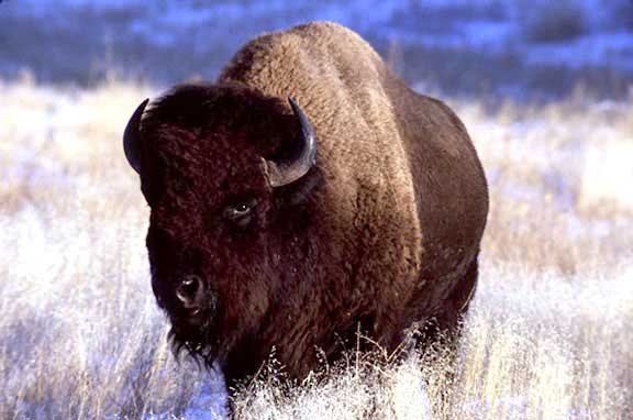bison bull