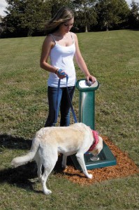 dog drinking fountain