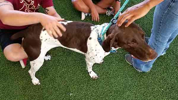 Dog park equipment added to Big Dog Ranch Rescue