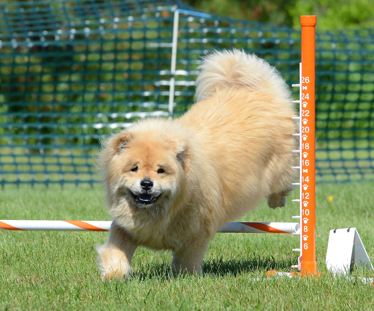 dog park equipment