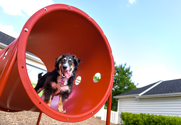 Dog Park Equipment And Other Strategies To Keep Your Dog Mentally And Physically Fit