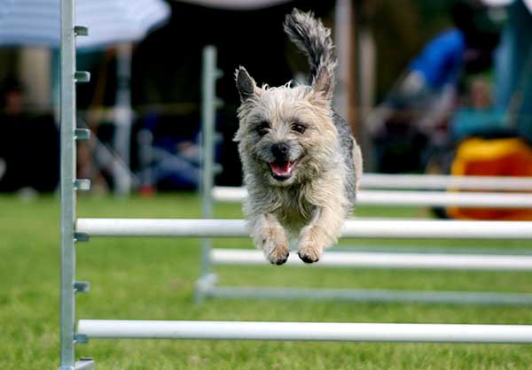 Dog Park Equipment Provides Dog Agility Training That Benefits Both Pet And Owner