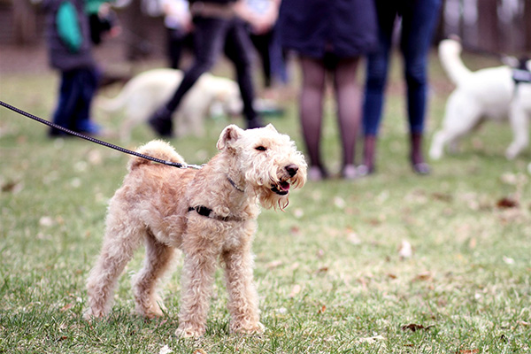 Dog Parks Included In Criteria For Top Cities With Parks As Ranked By The Trust For Public Land