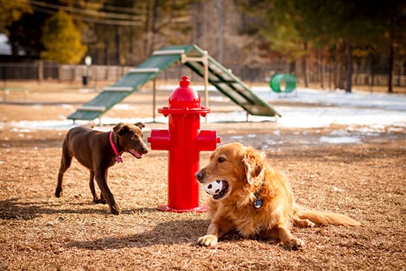 Dog Parks At Top Of List For Planned Additions - Get A Free Doggie Fire Hydrant With Dog Park Agility Kit