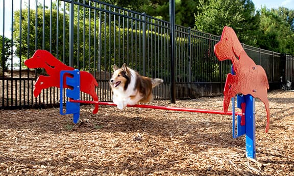 dog playground equipment