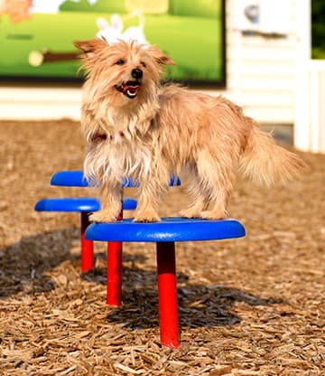dog playground equipment