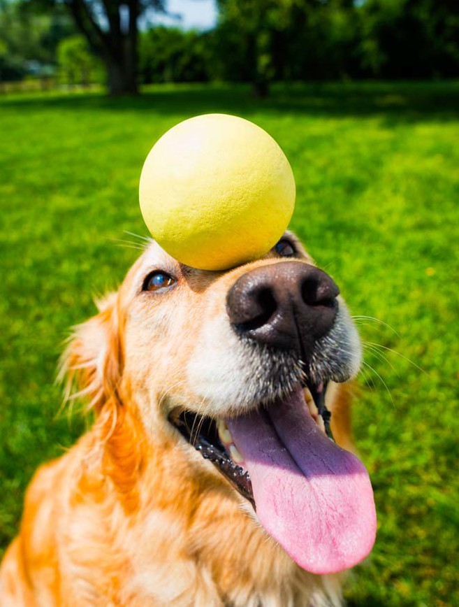 dog at the park