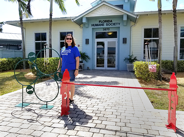 Dog Playground Equipment Provides Agility and Fun For Dogs At Safe And Loving Florida Home