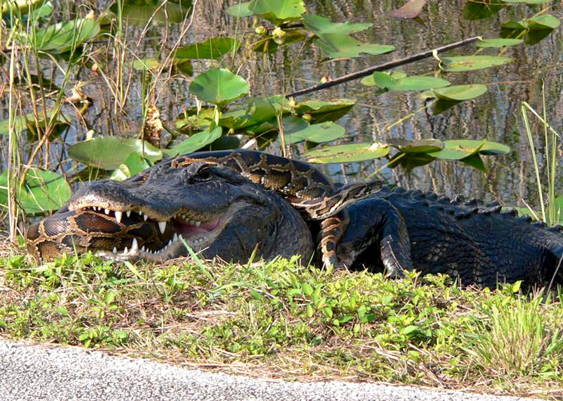 alligator with burmese python