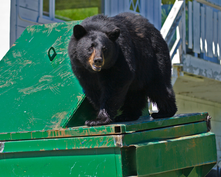 Animal Proof Trash Receptacles Help Keep Bears and Other Wildlife Alive