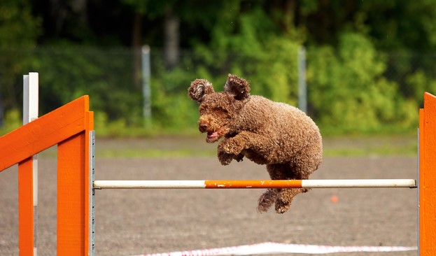 Spanish Water Dog jumping over hurdle