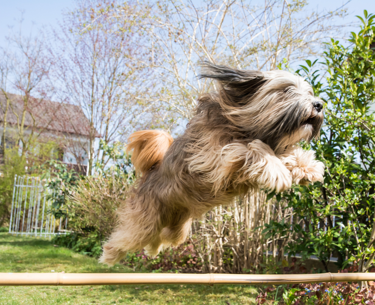 tibetan terrier jumping hurdle