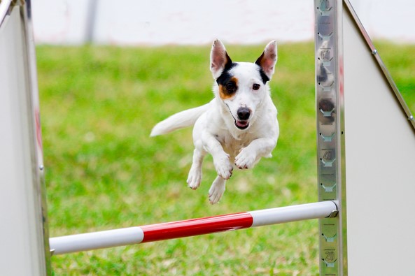 Jack Russel terrier jumps a hurdle