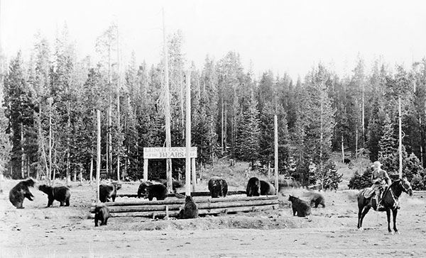 To Celebrate National Picnic Month Here's A Story About The Bear "Lunch Counter" Picnics At Yellowstone