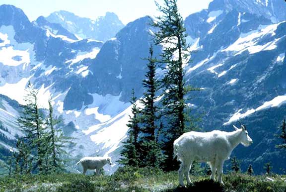 mountain goats