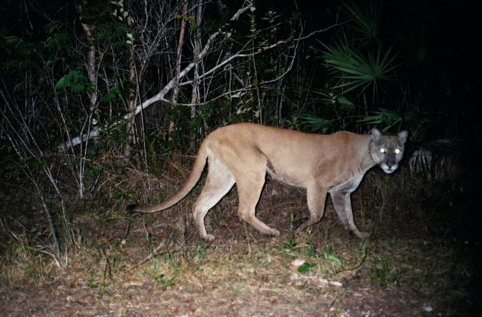 Florida panther national park photos