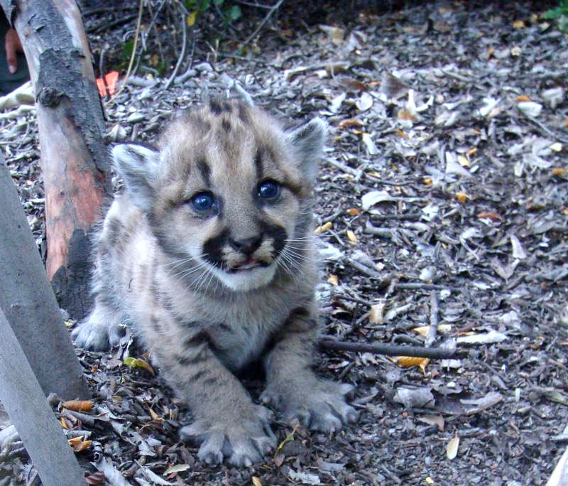 mountain lion cub