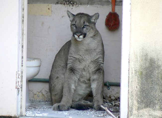 mountain lion in bathroom