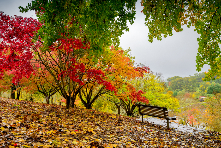 park bench with a view