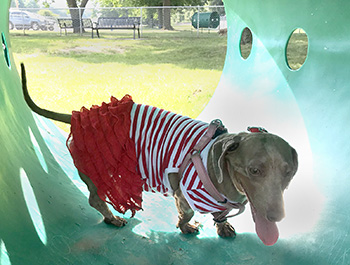 dog crawl tunnel