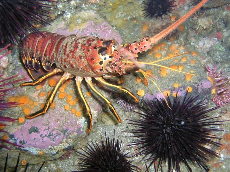 california spiny lobster