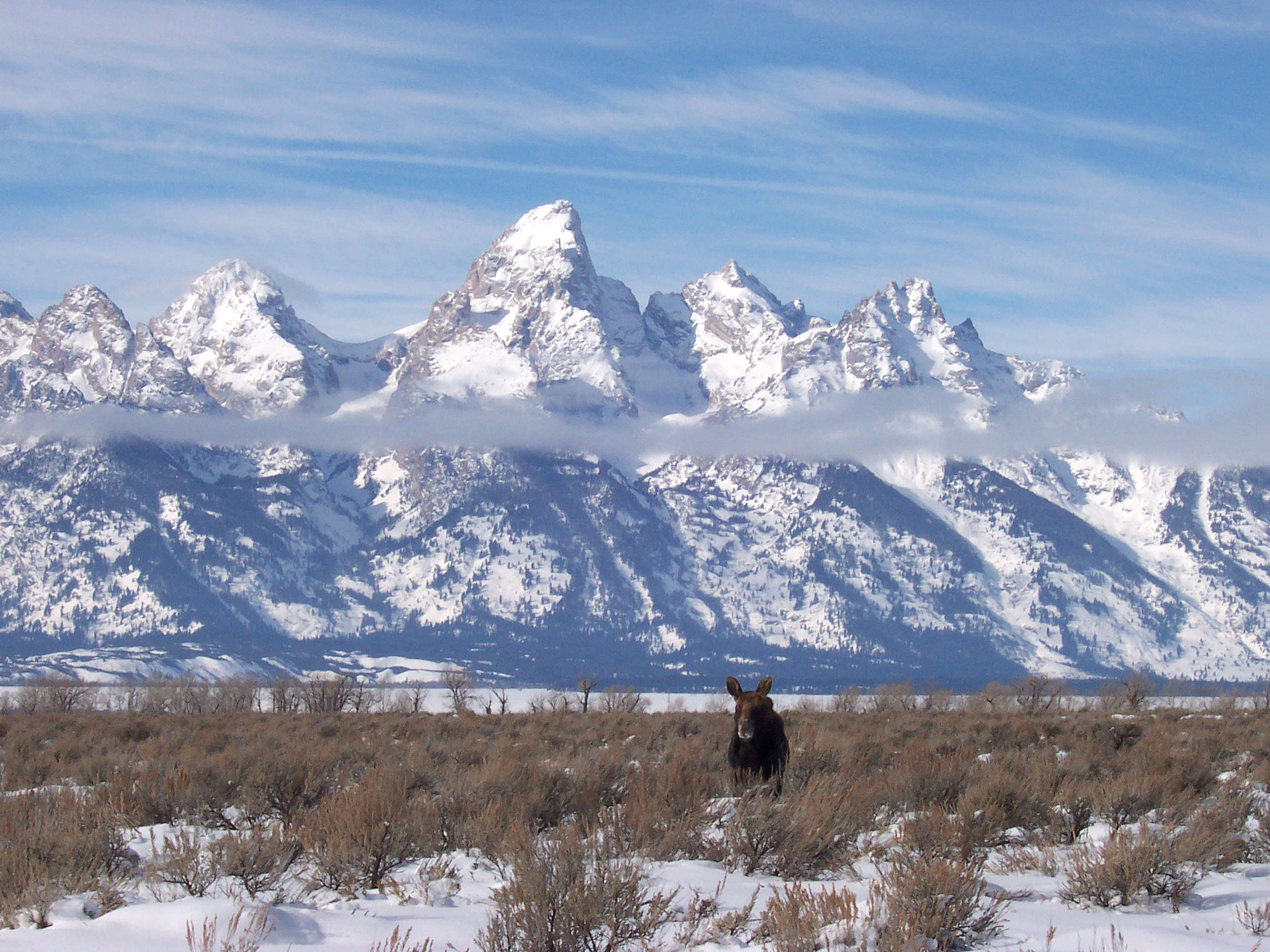 grand teton moose