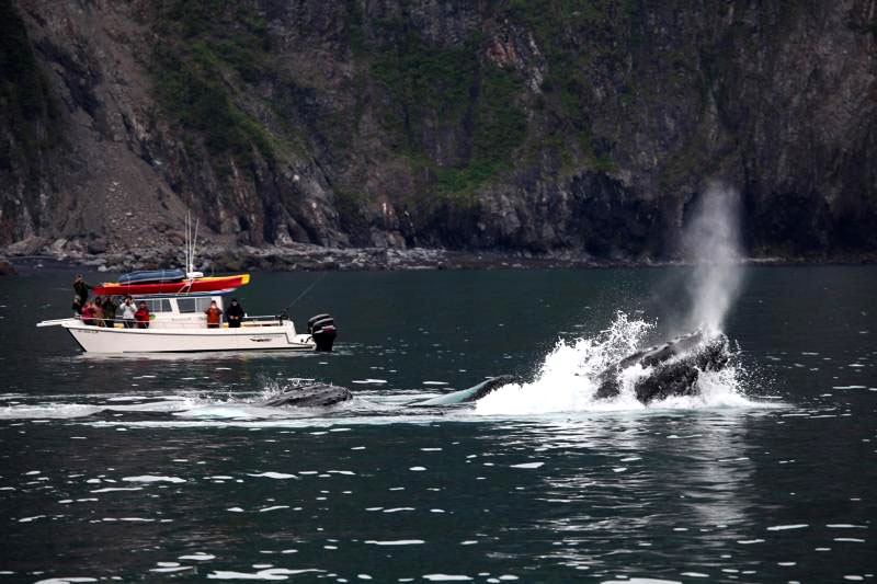 humpback whales kenai fjords