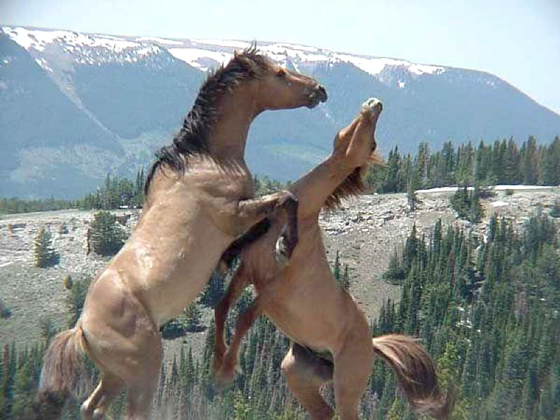 wild horses