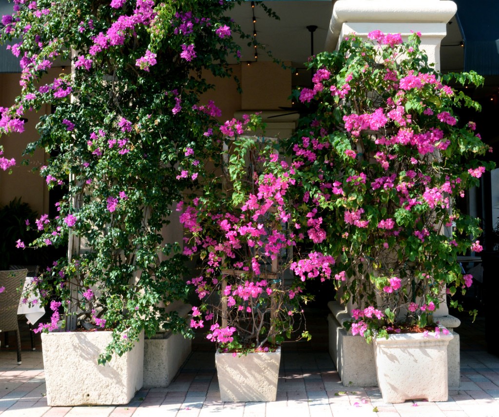 commercial concrete planters