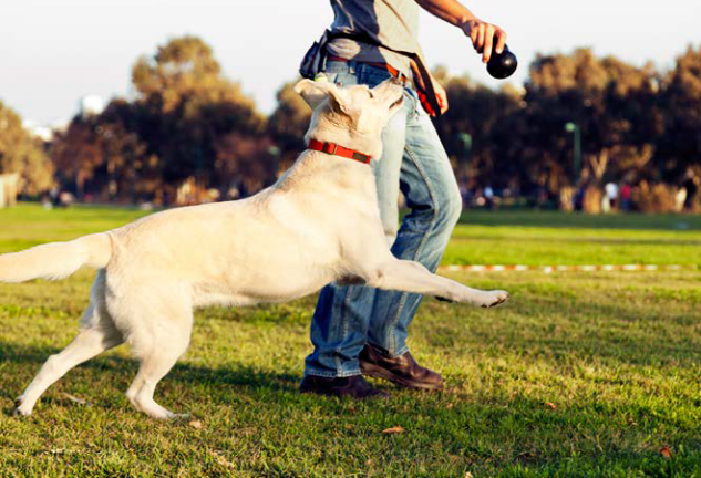 Dog in park