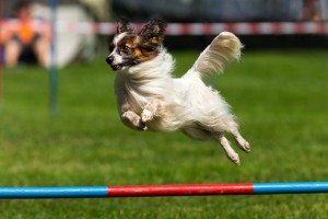 Happy dog in flight