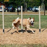 Dog park weave posts